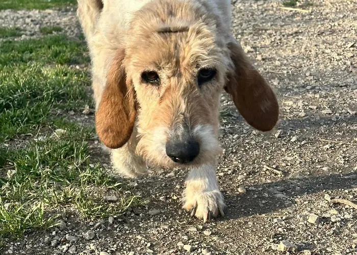 House Gaudio 38 公寓 *